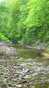 North Bend Monongahela National Forest