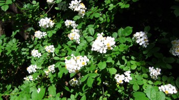 Wild white roses growing long the roadside in West Virginia - Route 3 
