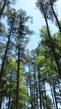 Chester State Park, South Carolina 