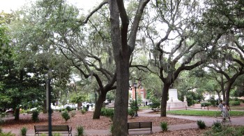 Savannah oaks - Copy