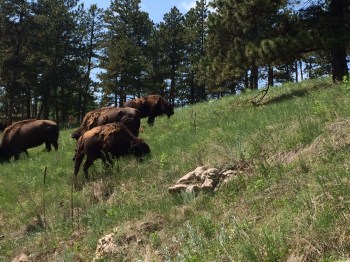 Part of the herd of buffalo I came across just outside of Custer