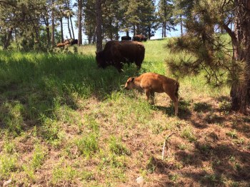 I came across a herd of buffalo as well - This is mom with her young one