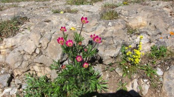 IMG_1228 - Copy - Copy - Copy