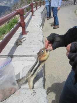 Being one with nature - this was one aggressive monster sized chipmunk who loved Georgia Pecans