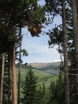 Overlooking Big Horn National Forest