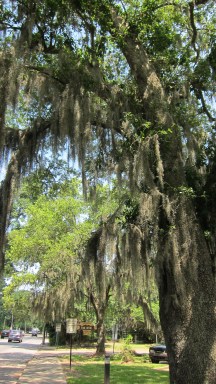 Spanish moss adorning a majestic oak tree 