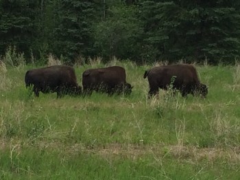 Wild herds of buffalo roam freely around Muncho Lake and the Liard Hot Springs
