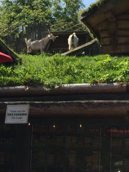 The notorious goats on the roof of Coombs Market