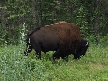 Now this is one big buffalo! 