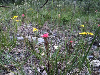 Beautiful wildflowers found in Stone Mountain Park