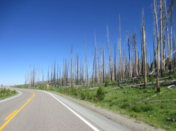 The impact of the forest fire that devastated Yellowstone Park in 1988 can still be seen today.  Please be careful in the forests!