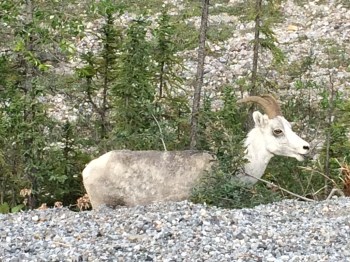 Mountain sheep along side of the road