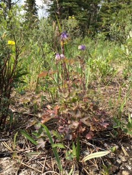 Wile columbine found while walking through the mountains
