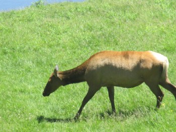 The wildlife was plentiful in Yellowstone Park.  Here is a young elk enjoying its mid day snack