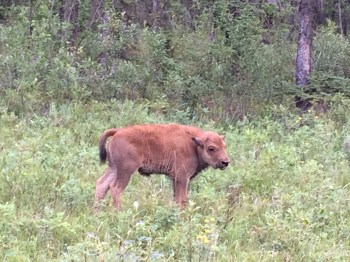 A young buffalo hanging out with the herd