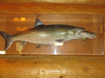 Local decor found at the Northern Roackies Lodge where I stayed