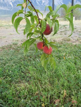 A little peach tree found in Lillooet, BC