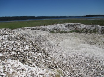 A few oysters have been shucked at Fanny Bay!