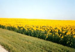 Kansas is the sunflower state - in addition to the beautiful yellow Susan's grow wild long the roadsides