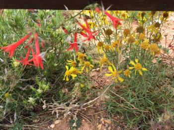Wildflowers in Utah are abundant despite very little soil in the canyons