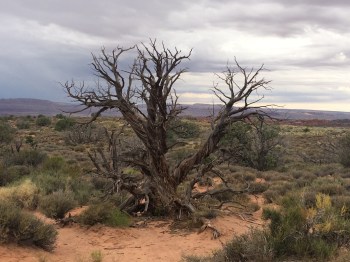 I love the way this tree looks
